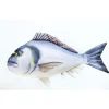 Coussin Gaby Dorade Royale  Medium 60cm