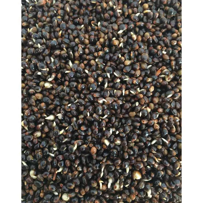 Graine cuite carpe mack2 ready made chili hemp 2.3l